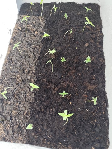 Ræktun 1 — grow_setup, day 2