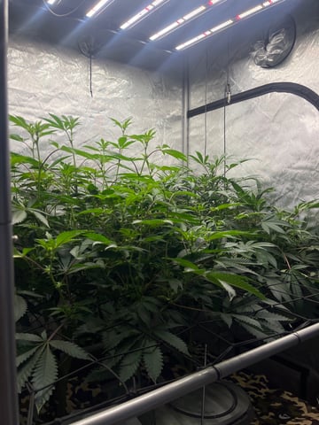 The Bling  — flower, day 86