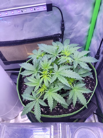 auto  — vegetative, day 28