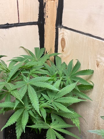  strawberry cough  — vegetative, day 58