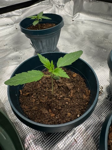 Grow Number 2 — seedling_rooting, day 10
