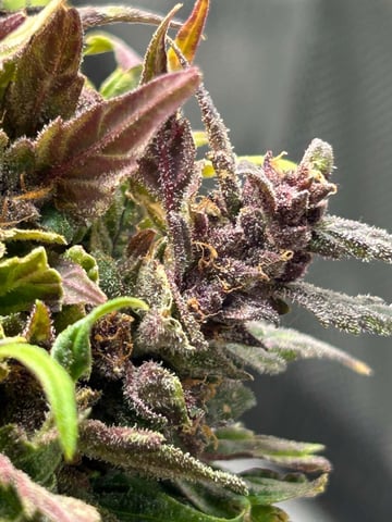 Vanna's Vanilla — auto, day 75