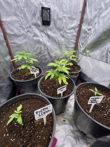 first grow in new 2x2 — vegetative, day 35