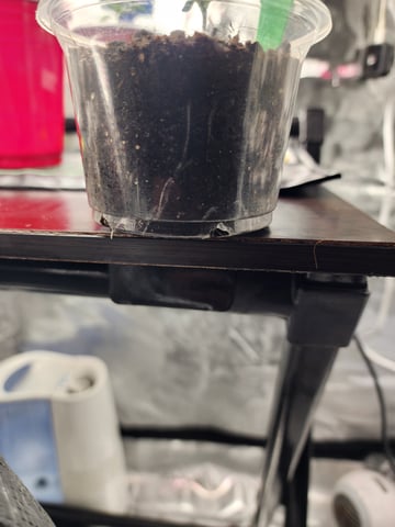 HE1E we GROW  — seedling_rooting, day 35