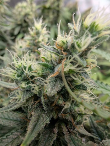 Black African Magic — flower, day 110