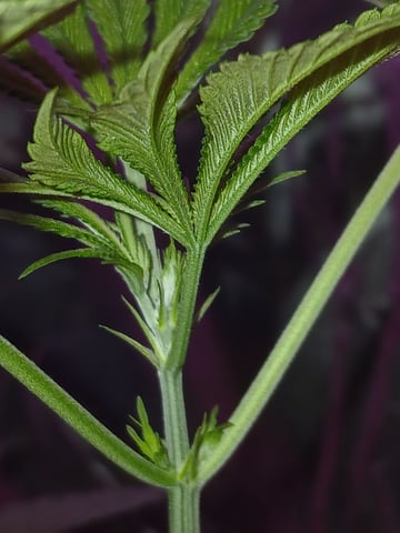 triangle kush  — vegetative, day 18