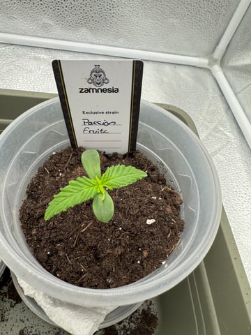Pineapple Express F1 — seedling_rooting, day 3