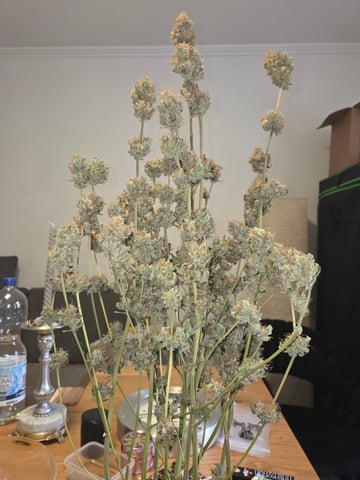 Special Queen 1 Fem+ Watermelon Auto — harvest, day 139