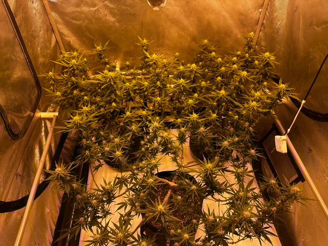 XJ-13 x Pennywise — flower, day 105