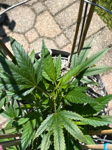 green crack (Cush) with a C — grow_setup, day 1