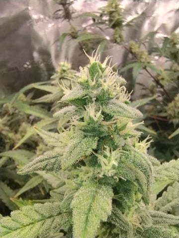 First grow — flower, day 86