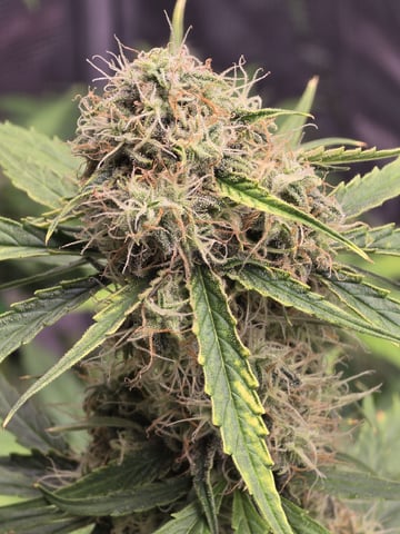 (4)autos  — harvest, day 76