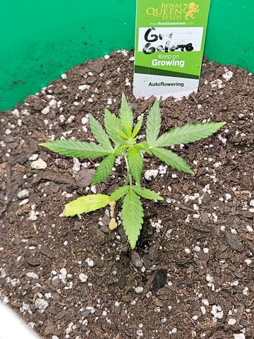 1st plant. Strain: Green Gelato AutoFlower — vegetative, day 38