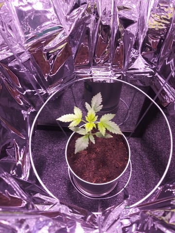First Grow — vegetative, day 36