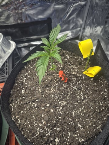 Grow 1 2026 Gelato Rainbow Sherbert  — vegetative, day 13