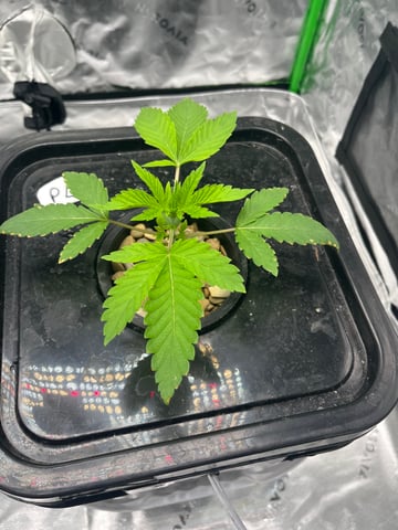 2nd grow — vegetative, day 19
