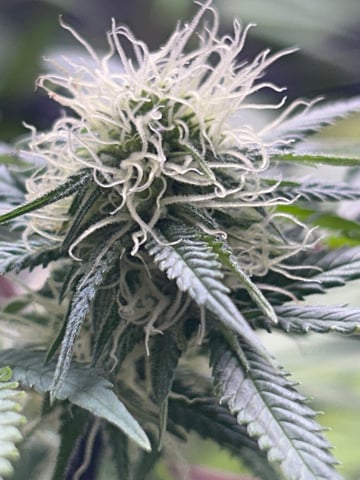 2nd grow — flower, day 104