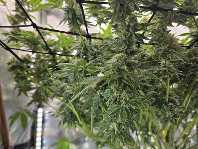 Barney's Farm - Cherry Popper — flower, day 112
