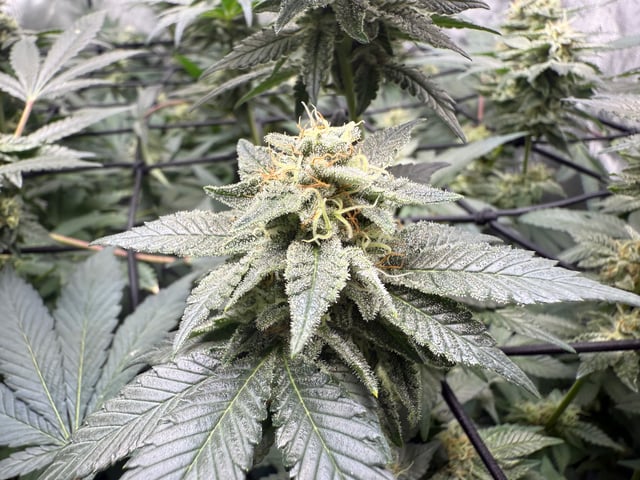 boom420 — flower, day 75