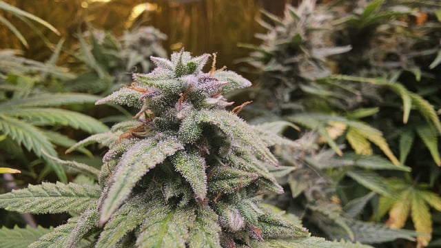 critical orange punch / strawberry soda — flower, day 64