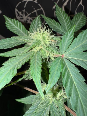 Quick One — flower, day 11