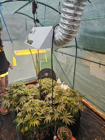 Sour Headies/OGBX1 — vegetative, day 2