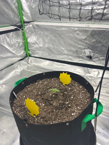 Barney’s Farm  — seedling_rooting, day 13