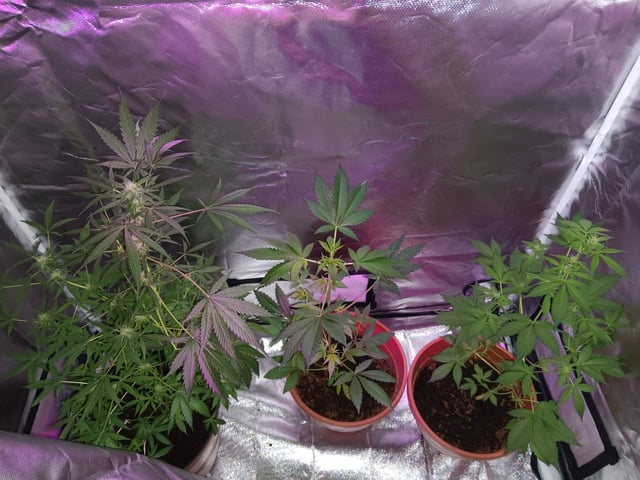 aurora auto — flower, day 70