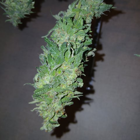 run #3 — harvest, day 118