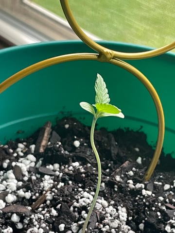 First Run — seedling_rooting, day 10
