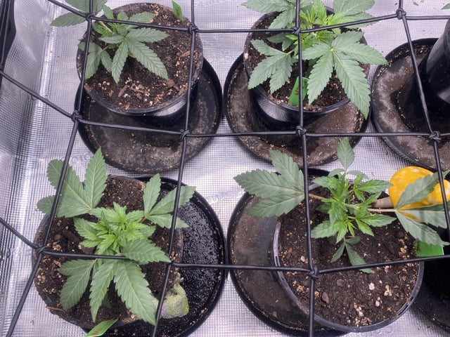 Solfire Gardens Grow — vegetative, day 32
