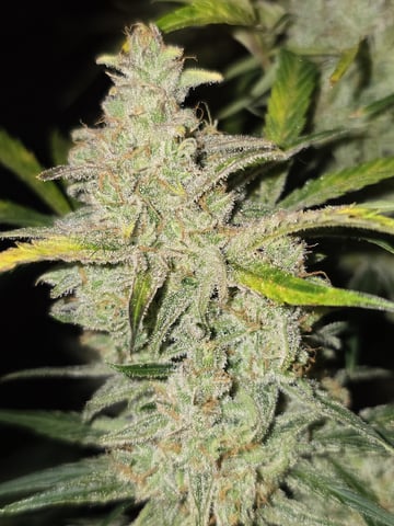 Autos AGAIN — flower, day 91