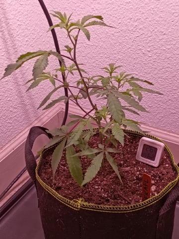 FKAFL — vegetative, day 11