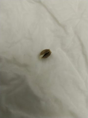 Round 2🥊 — germination, day 5