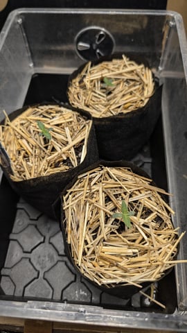 mephisto winter 2026 — seedling_rooting, day 4