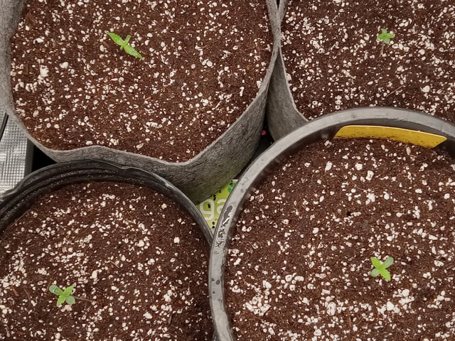 critical purple kush x peyote wifi  in the auto pot system tray 2 grow with added microhazian to the coco coir  — seedling_rooting, day 7