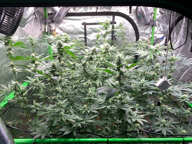 Papaya Frosting  — flower, day 91