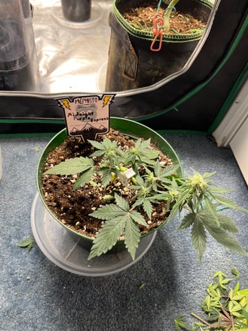 Mephistos Auto  — auto, day 37