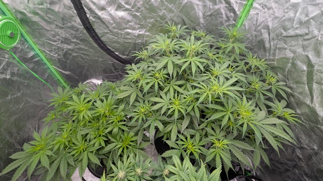 Strawberry Cheesecake Seedsman Seeds Autoflowers x2 — flower, day 40