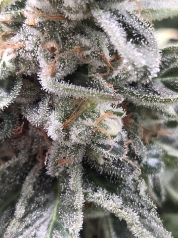 White Widow + Papaya Bomb — flower, day 114