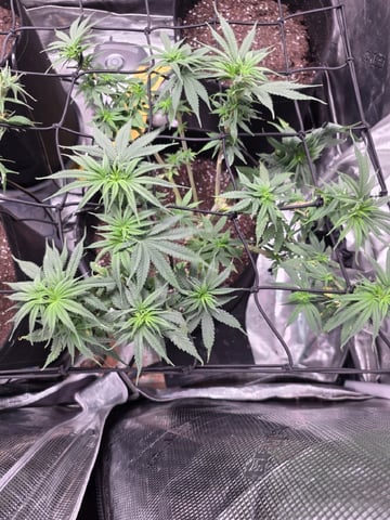 Blue Dream Feminized  — vegetative, day 69