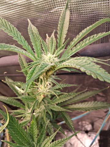 Blueberry OG Kush — flower, day 10