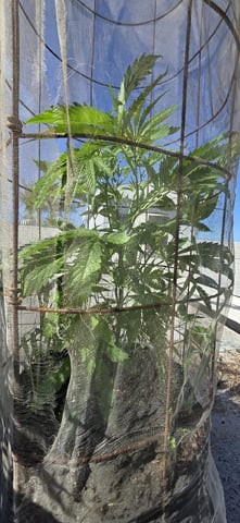 CzechsMex 2.0 — vegetative, day 186