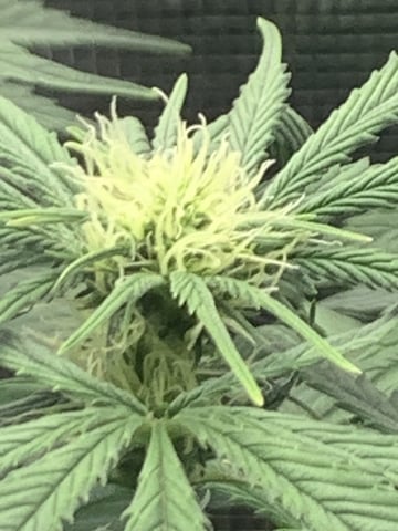Blackberry Moonrocks (First Grow) — flower, day 22