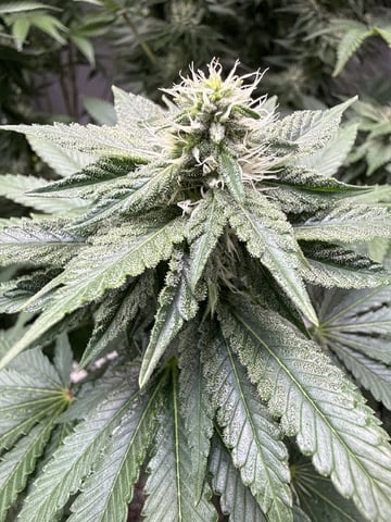 Goofy’s Grow  — flower, day 89