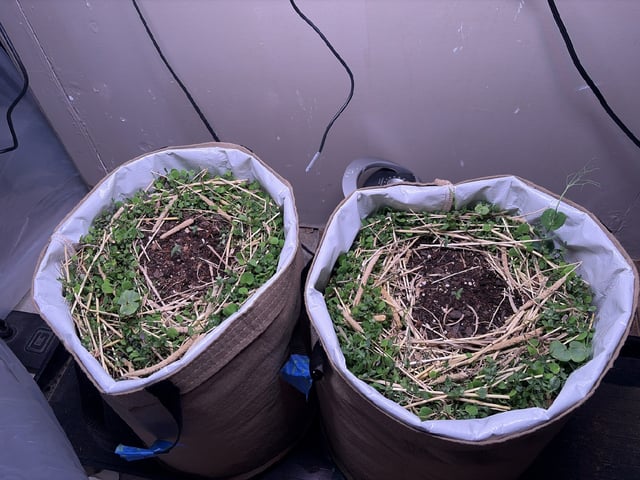 510 First Run! — seedling_rooting, day 12