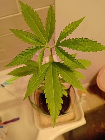 GANJAH FARMER — vegetative, day 8