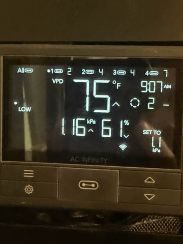 BloodMoon Gelato — vegetative, day 23