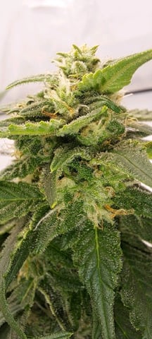 First Grow with the new setup  — auto, day 55