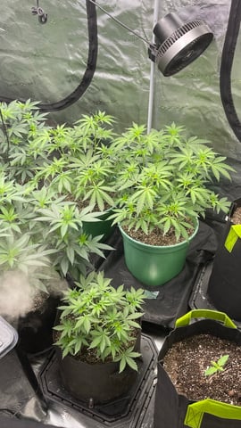 Rippleys OG Auto (Mephisto Genetics) 1st Attempt at Autos — vegetative, day 39